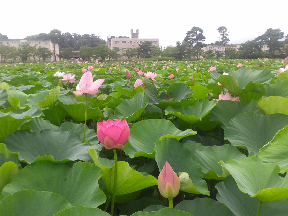 高田公園　蓮