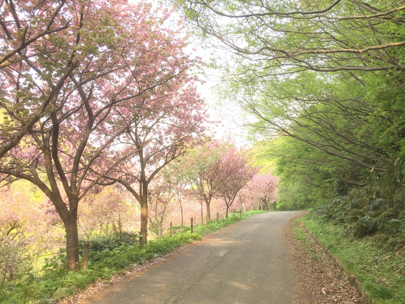 五智公園　八重桜ロード