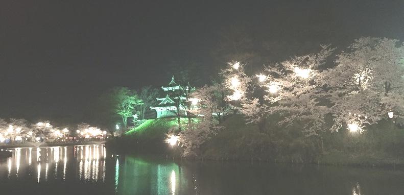 高田公園　夜桜